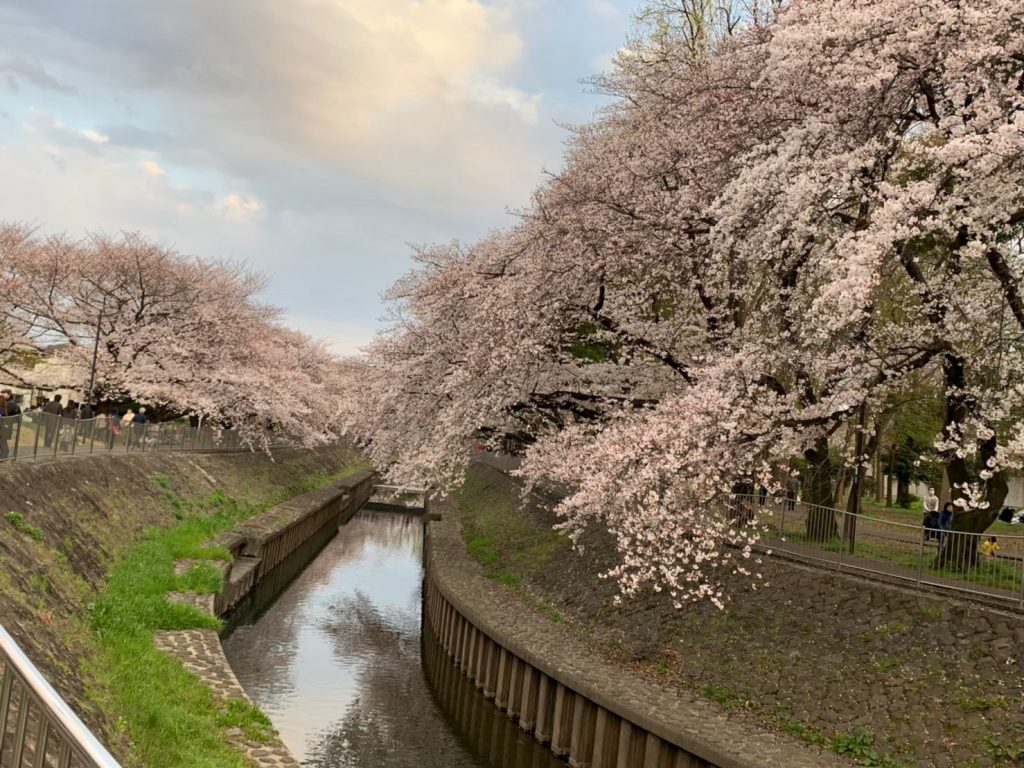 細長い河川沿い　善福寺川緑地公園のお花見スポット ４ 