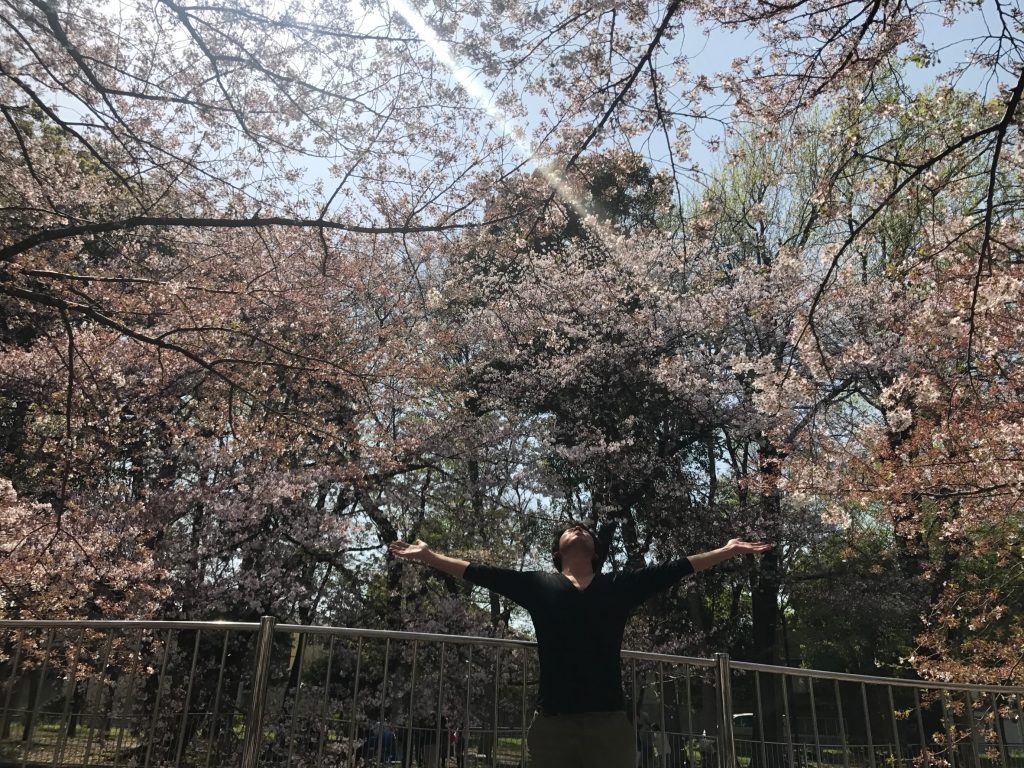 善福寺川緑地公園の桜　最高！