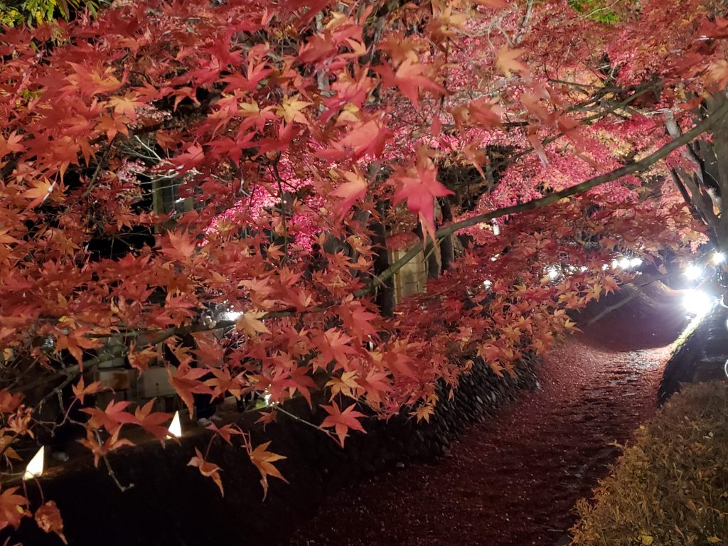 もみじのライトアップ　河口湖のもじみ回廊