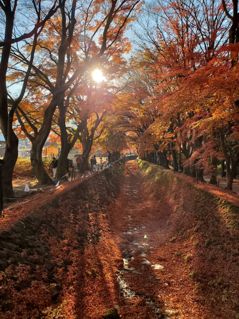 朝日とともに、もみじ回廊