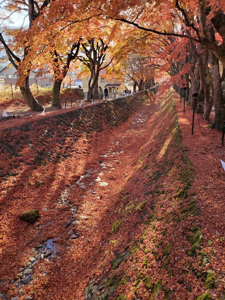 朝のもみじ回廊